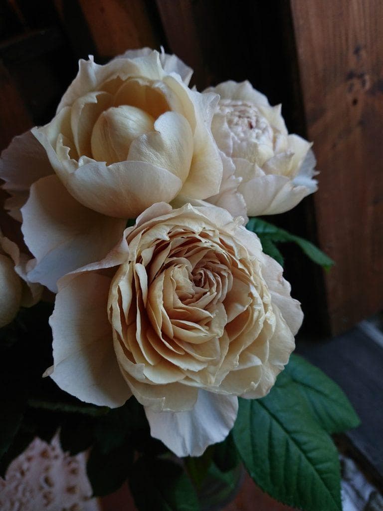 ビ*上様 バラ苗　和バラ　正規品