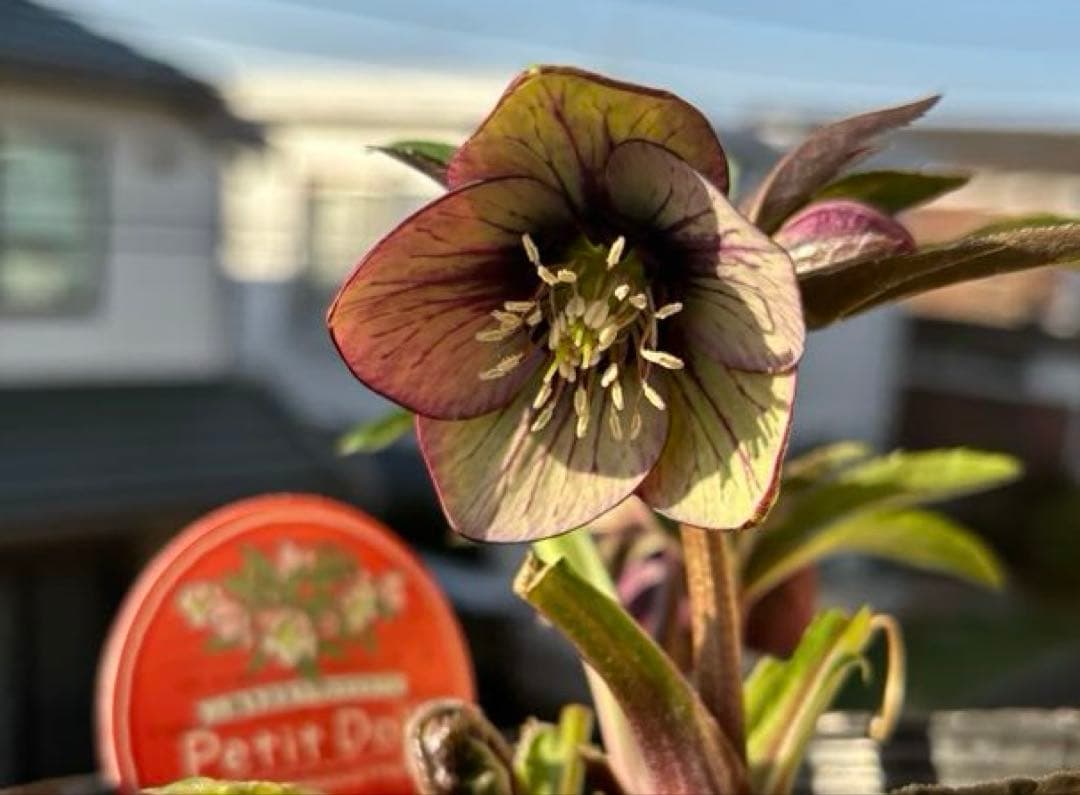 りーちゃん様ご依頼品