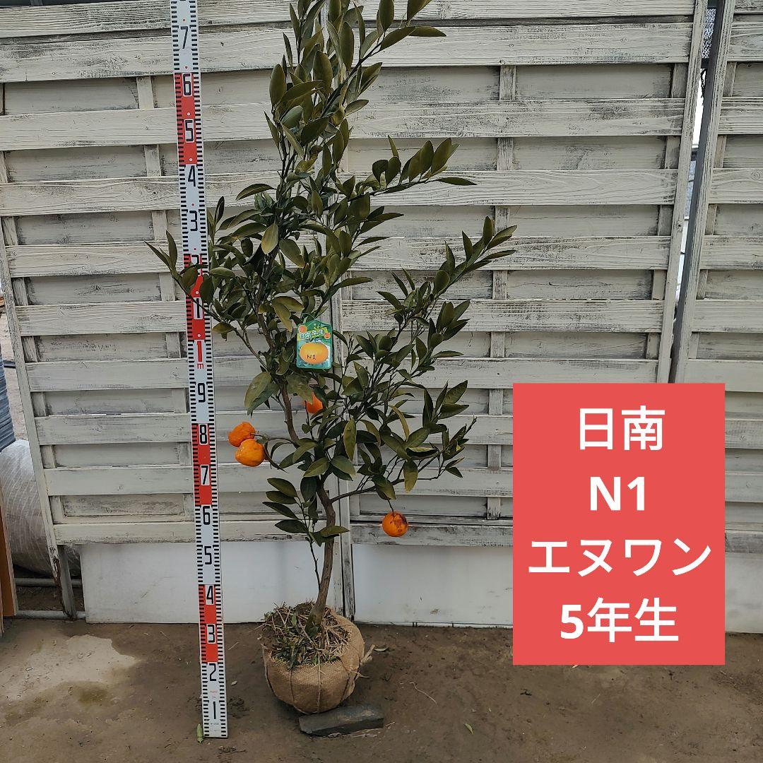 ひい出品 日南N1 極早生 5年生 苗木 結実実績あり！