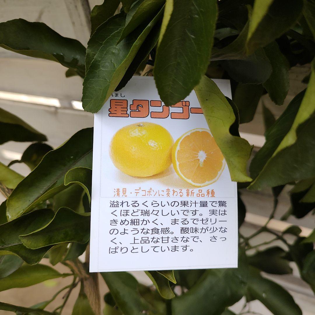 ひい出品 日南N1 極早生 5年生 苗木 結実実績あり！