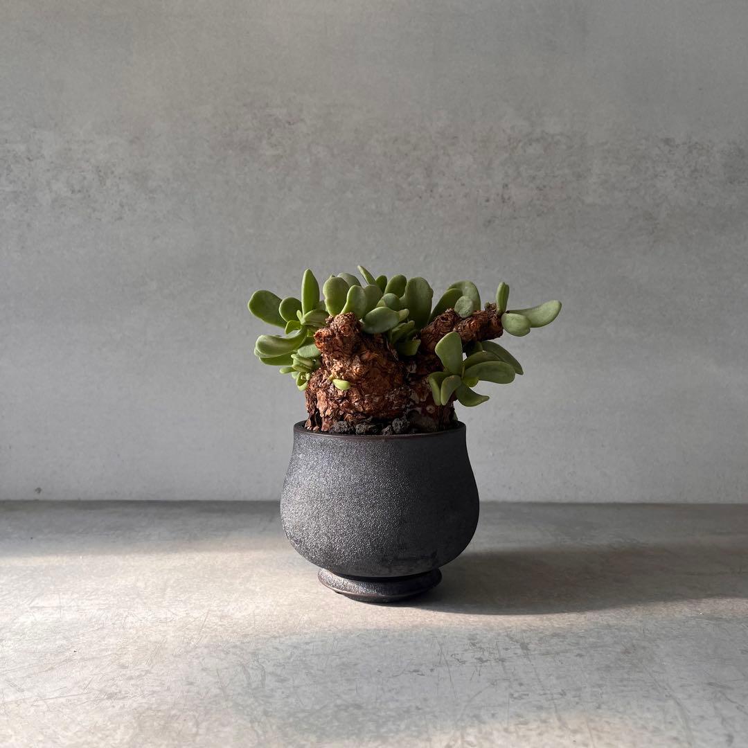 k*3様 ケラリアピグマエア　現地球　発根済み　塊根植物　陶器鉢セット