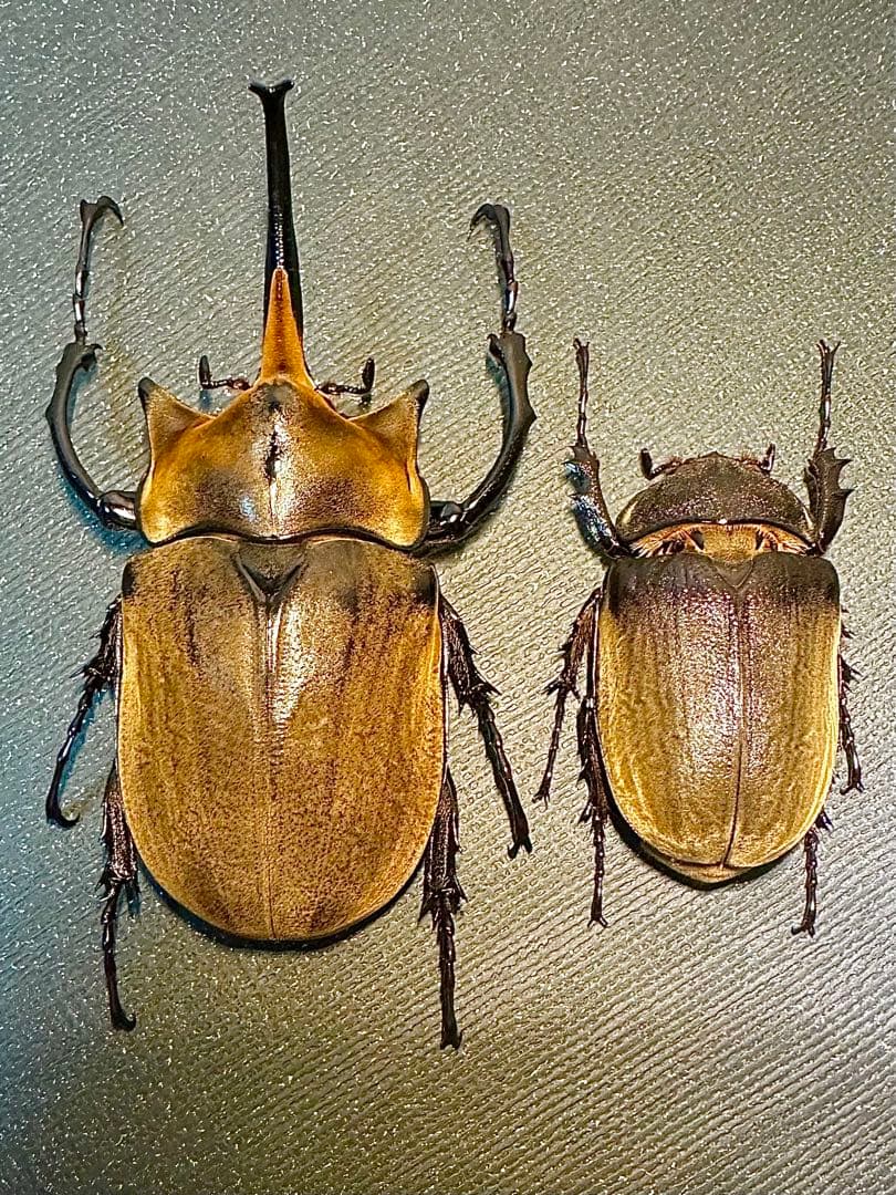 【最終値下げ】エレファスゾウカブト標本　ペア
