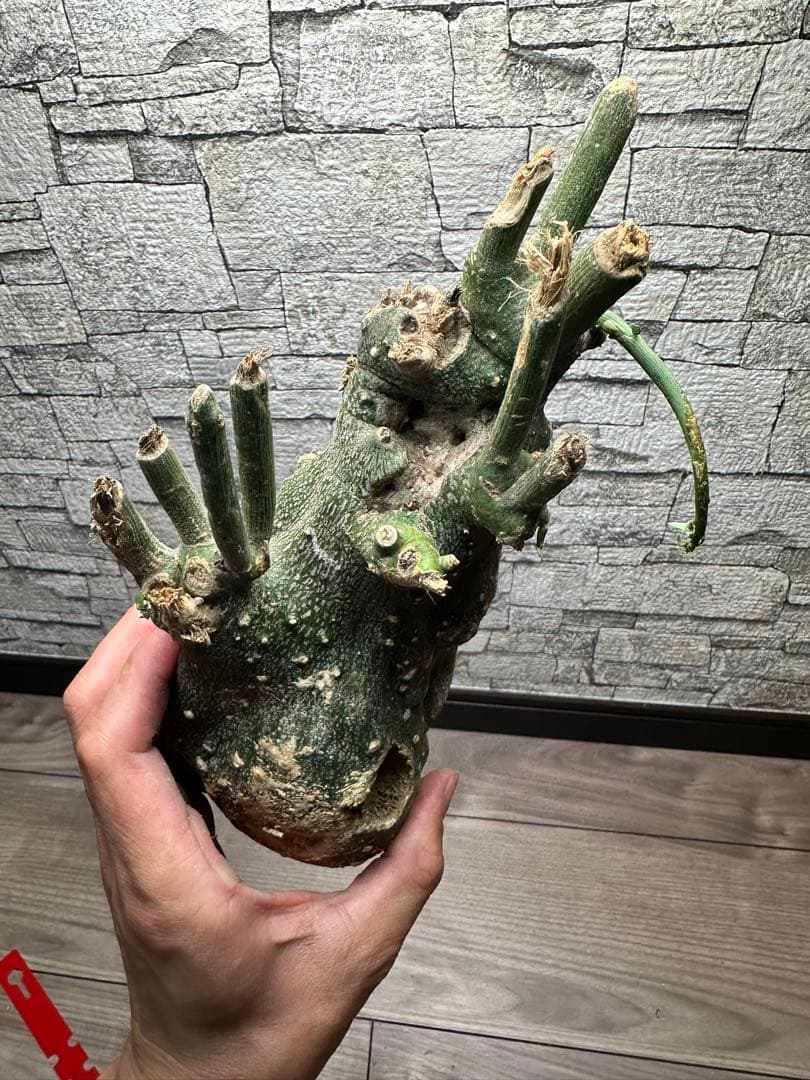 専用　アデニア　グロボーサ　ベアルート　鉢ごと