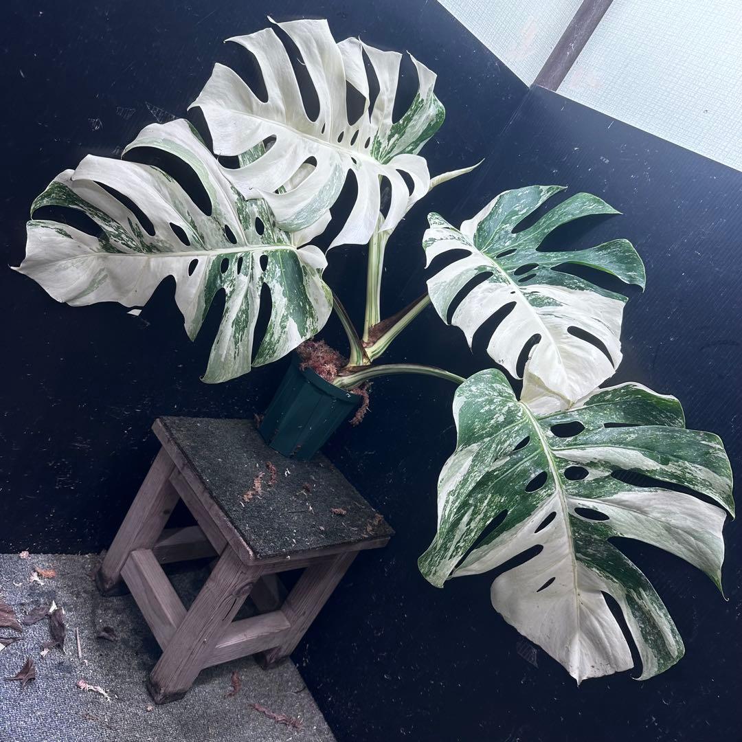 y*o様 斑入りモンステラ ホワイトタイガー極美大株53cm白斑多