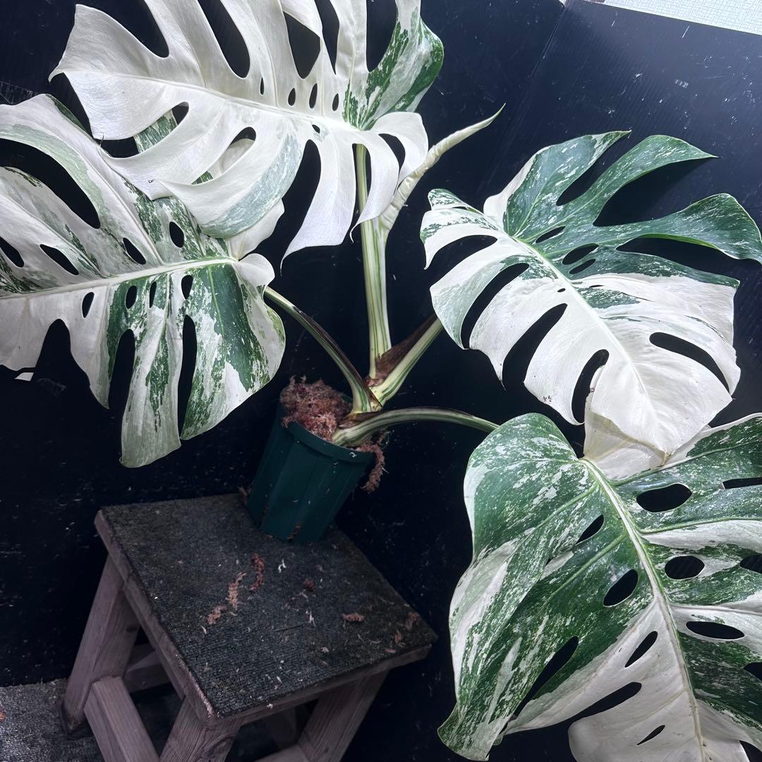 y*o様 斑入りモンステラ ホワイトタイガー極美大株53cm白斑多