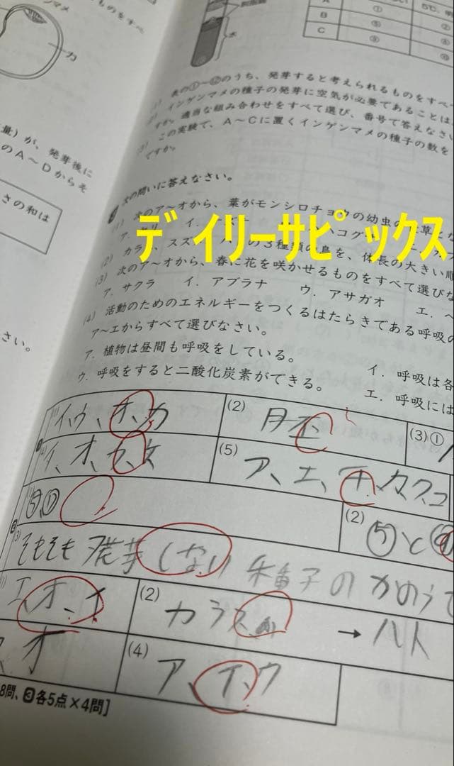 小6 理科 デイリーサピックス 24回分+春期講習•夏期講習 ウィークリーサピ他