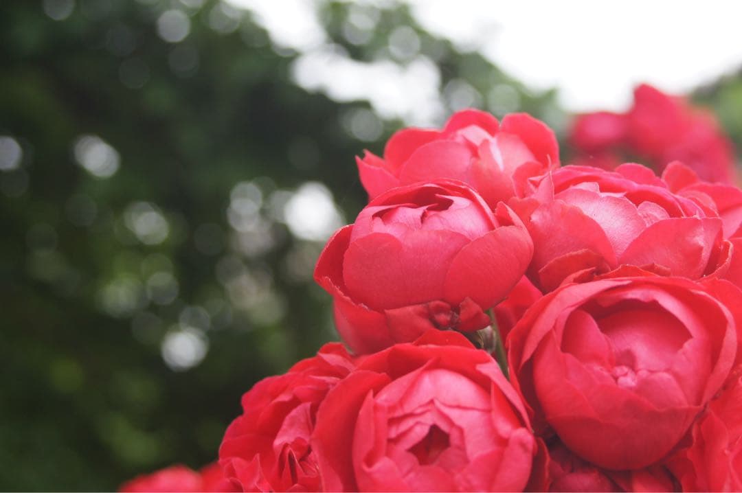 【t.b様】【24時間限定特価】SONY α55 ダブルズームレンズセット