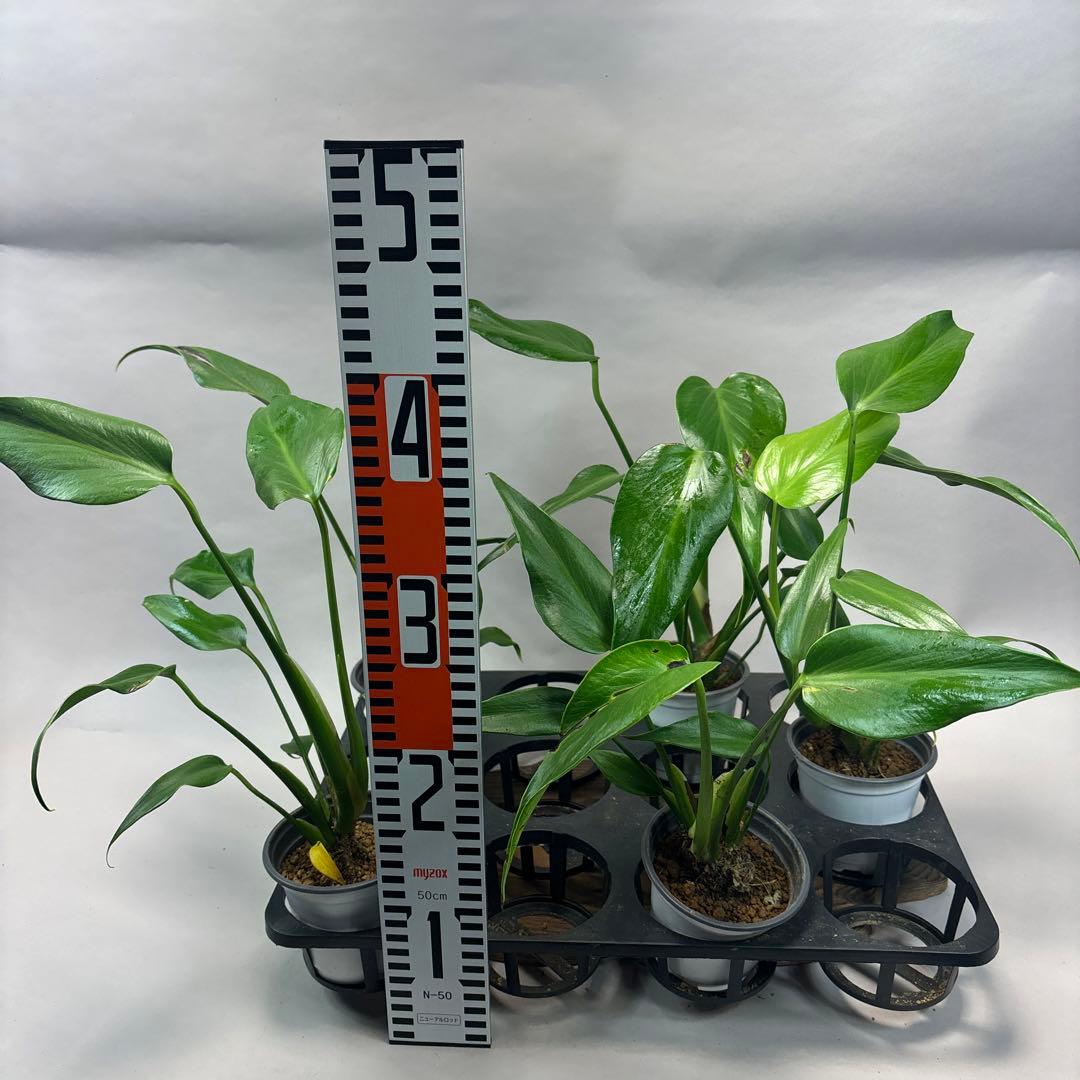 マ*ー様 訳あり5株セットms79モンステラ バールマルクスフレーム