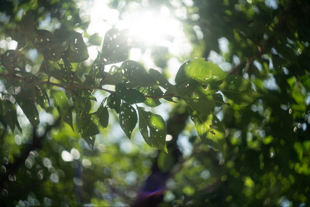 分解清掃済 Helios-44M 58mm f2 ぐるぐるボケ 2