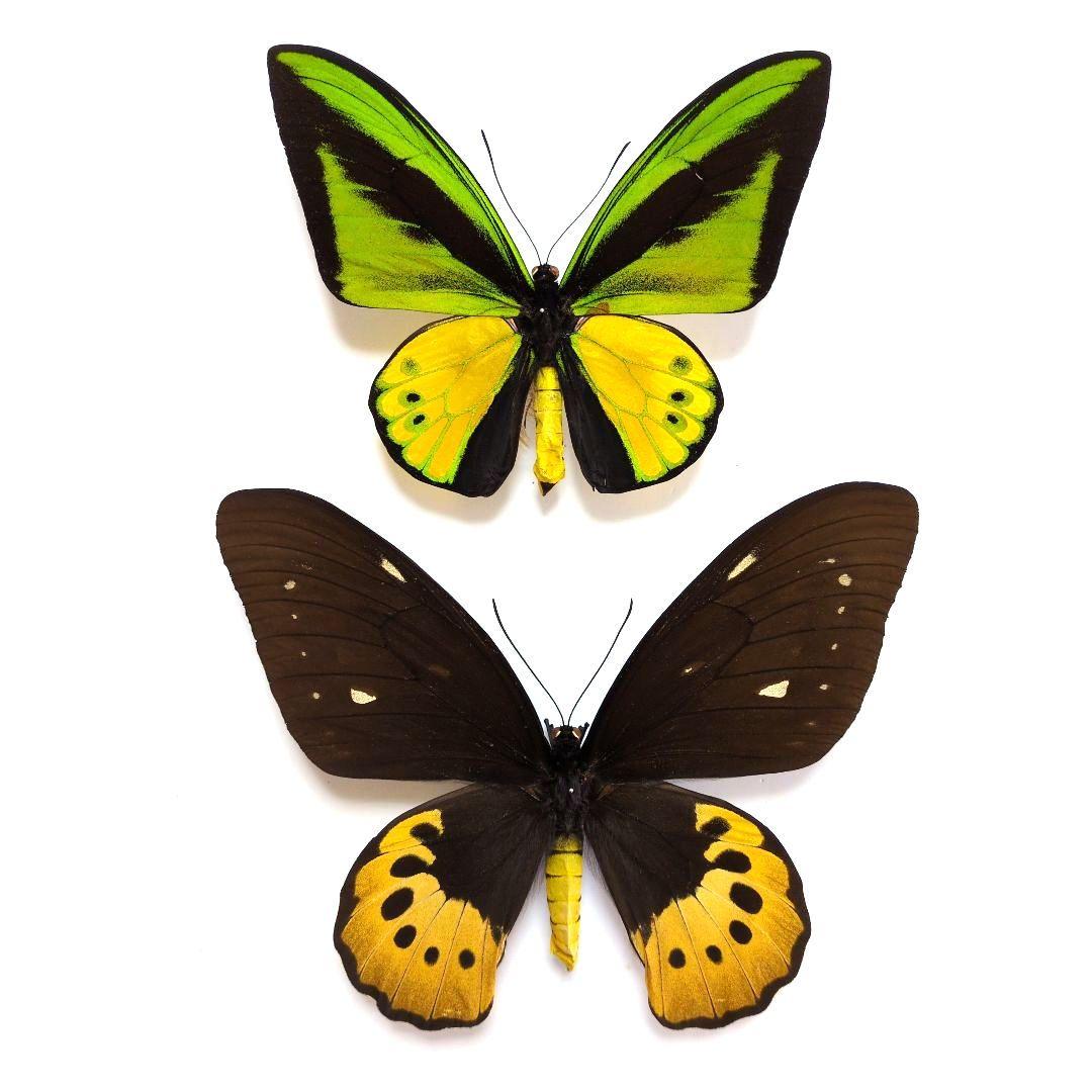 蝶標本　ゴライアストリバネアゲハ　ペア