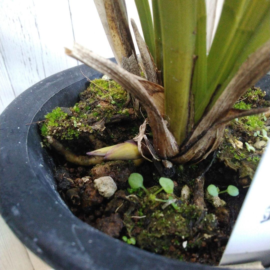 しみもか　キンリョウヘン　日月　常盤錦　花芽付　4号鉢　４個セット