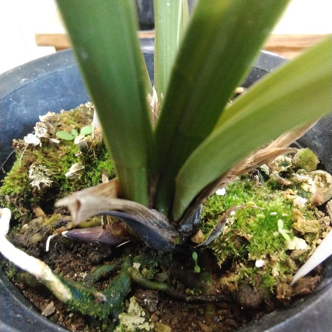 しみもか　キンリョウヘン　日月　常盤錦　花芽付　4号鉢　４個セット