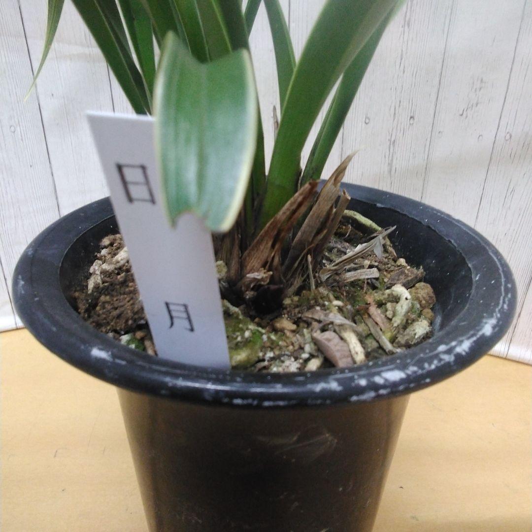 しみもか　キンリョウヘン　日月　常盤錦　花芽付　4号鉢　４個セット