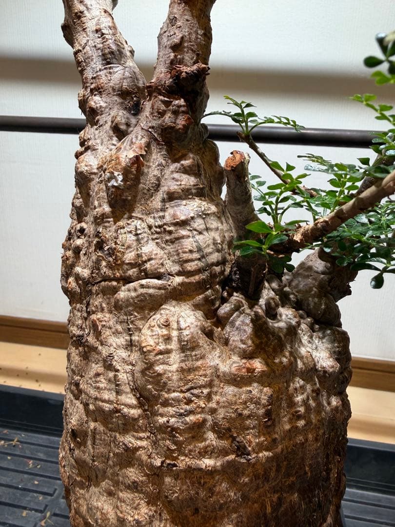 オペルクリアパキプス　現地球　発根済