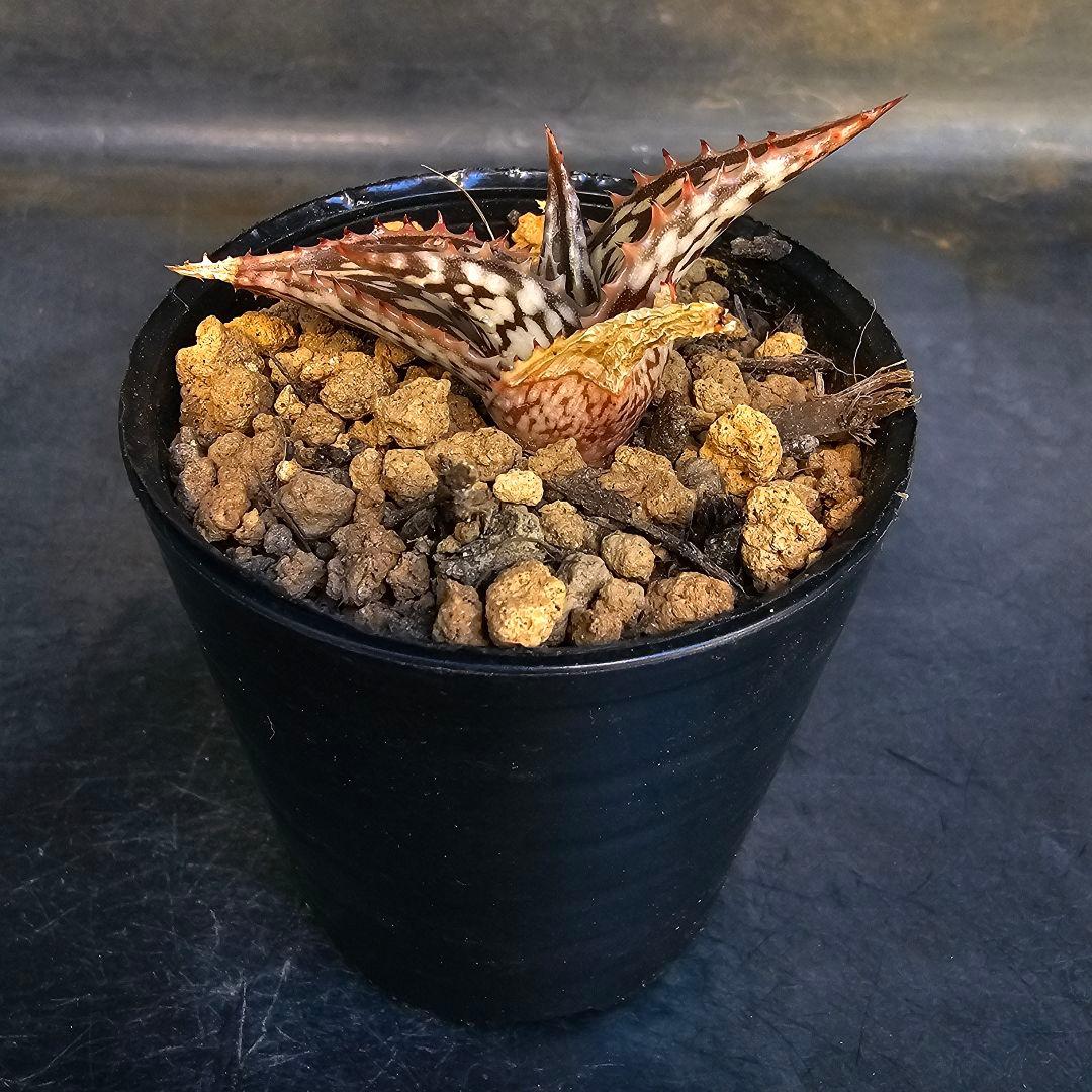 メルカリ便発送☆アロエ スモークモニター(4枚目からが商品画像です)