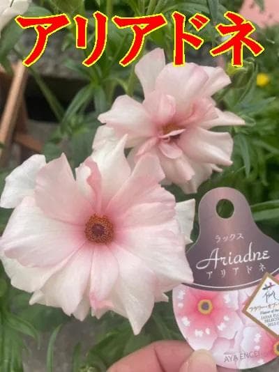 ぱるる　ラナンキュラス　ラックス　全6種類　　5号化粧鉢　　大苗