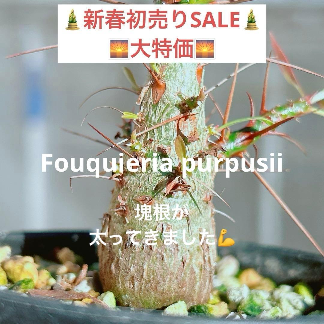 【早い者勝ち★国内実生株！】　フォークイエリア　プルプシー　鉢のまま発送　95