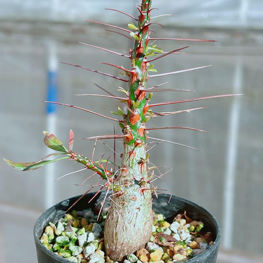 【早い者勝ち★国内実生株！】　フォークイエリア　プルプシー　鉢のまま発送　95