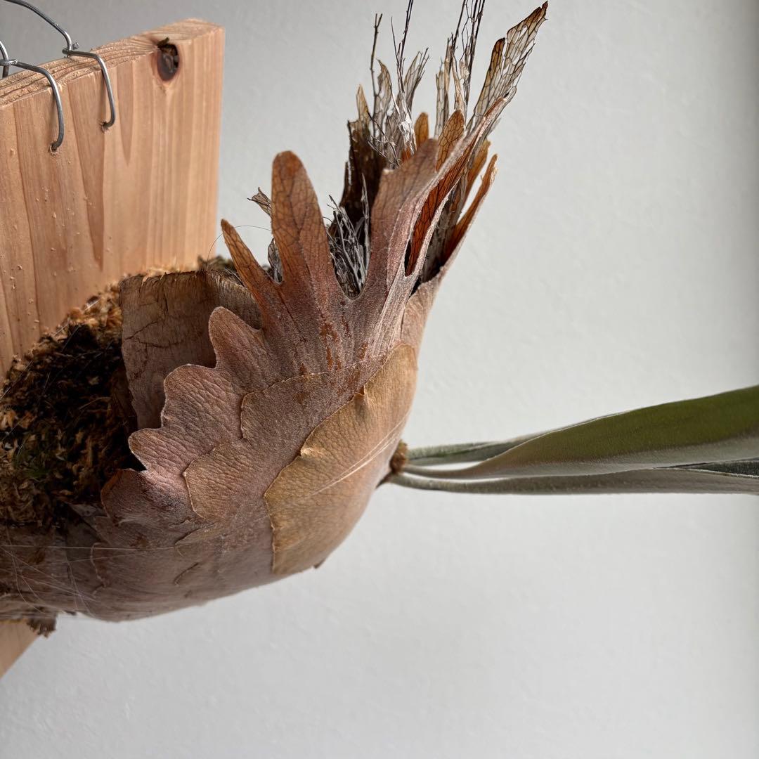 S*i様 親株P.veitchii vp由来　ビカクシダ　コウモリラン　ベイチー