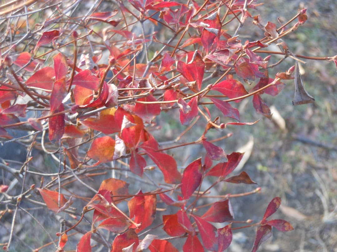 実写美⭕️【動作確認済み】Nikon COOLPIX S6200 デジカメ