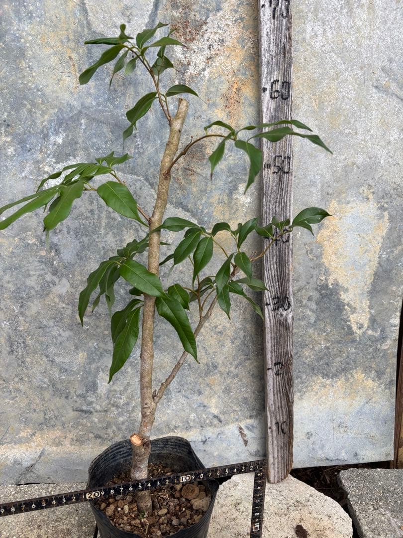 ライチ　玉荷包　取り木苗木　1株