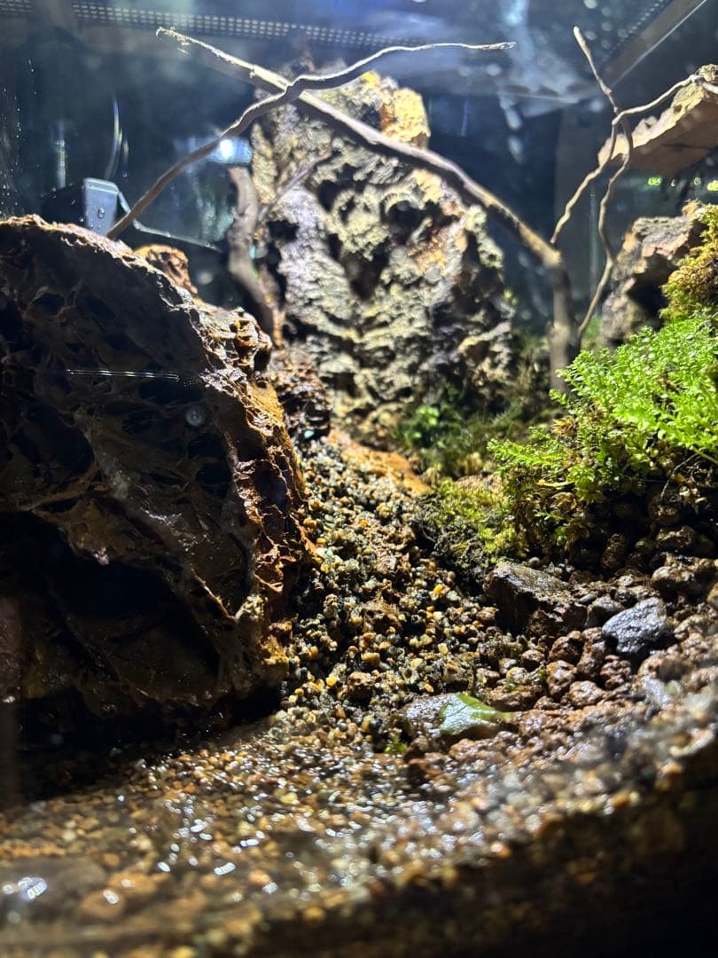 【滝の流れるアクアテラリウム】 30cmキューブガラス水槽レイアウト