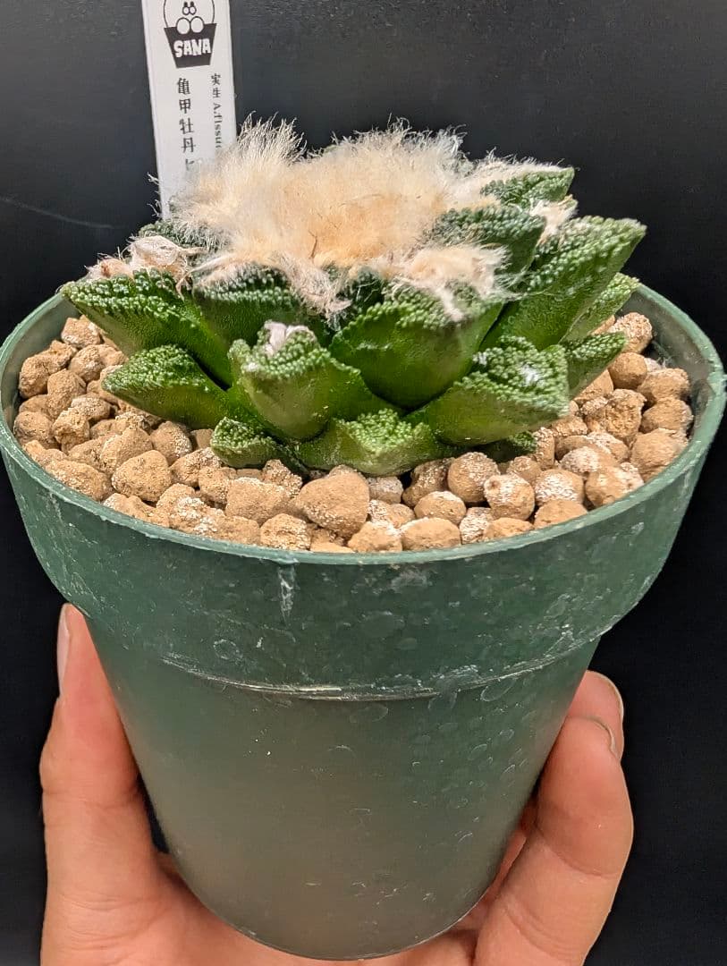 サ*生様 亀甲牡丹ヒントニー 国内実生 鉢植え メルカリ便送料込み