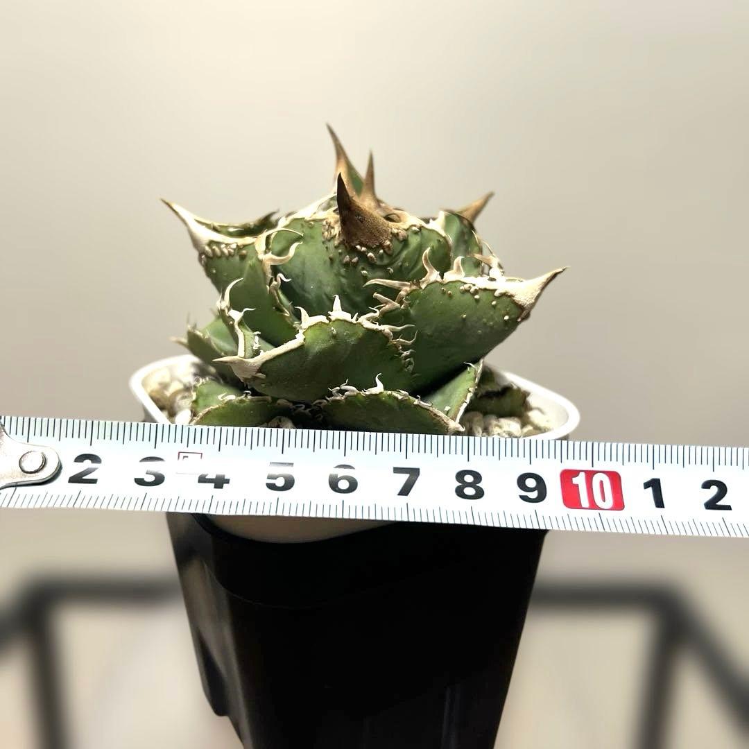 アガベ 鉢植発送 ブツブツ系 ノーネーム 極上血統 スペシャル個体 超特選株