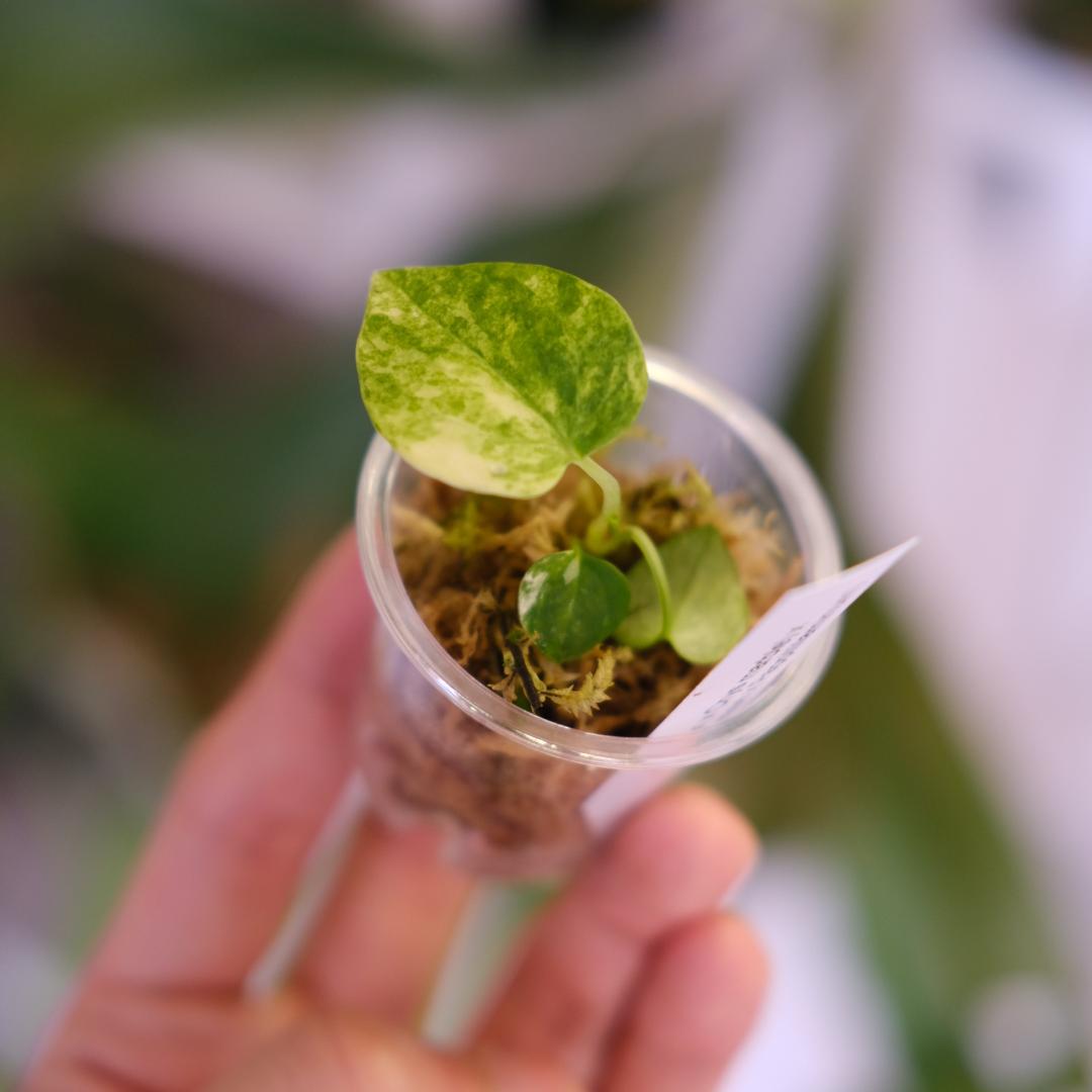 A.(Papi var×Crys marble) × (Dress×X-Ray)