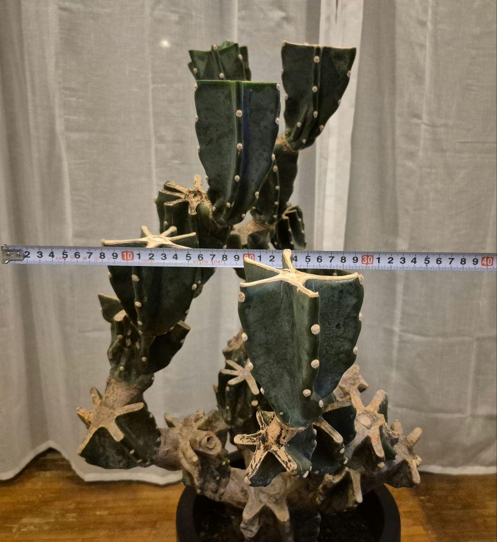 柱サボテン ブランチ 古木仕立て ハシラサボテン　鬼面角　キメンカク　10号鉢