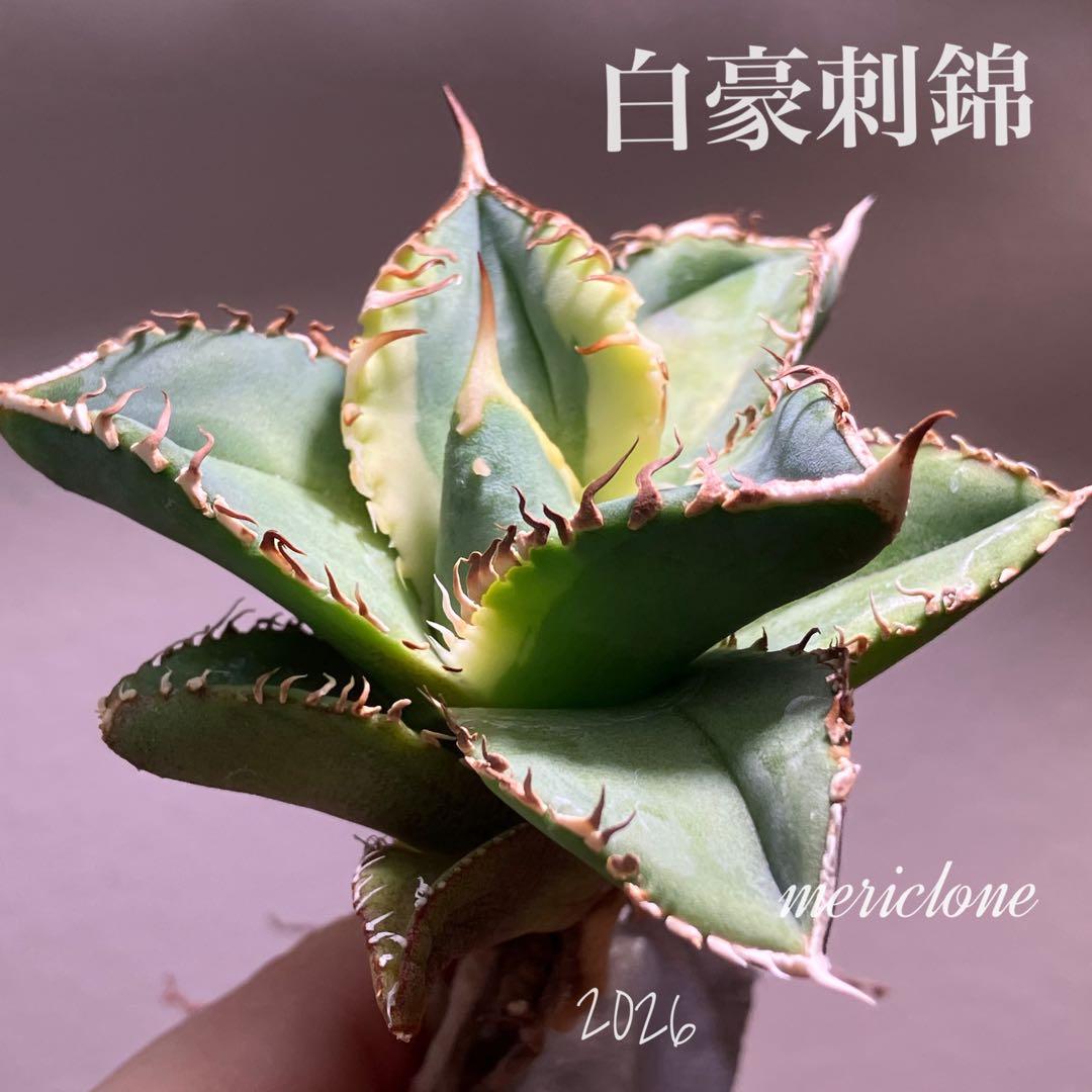 赤*バ様 【初売りオークション】107 根付き　美株　アガベ　白豪刺錦　TC 覆