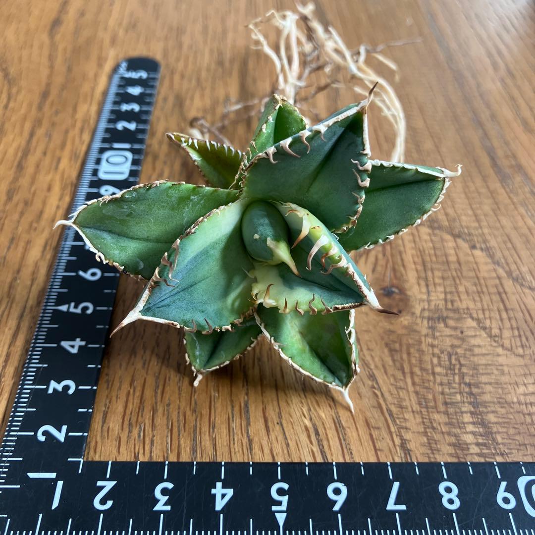 赤*バ様 【初売りオークション】107 根付き　美株　アガベ　白豪刺錦　TC 覆