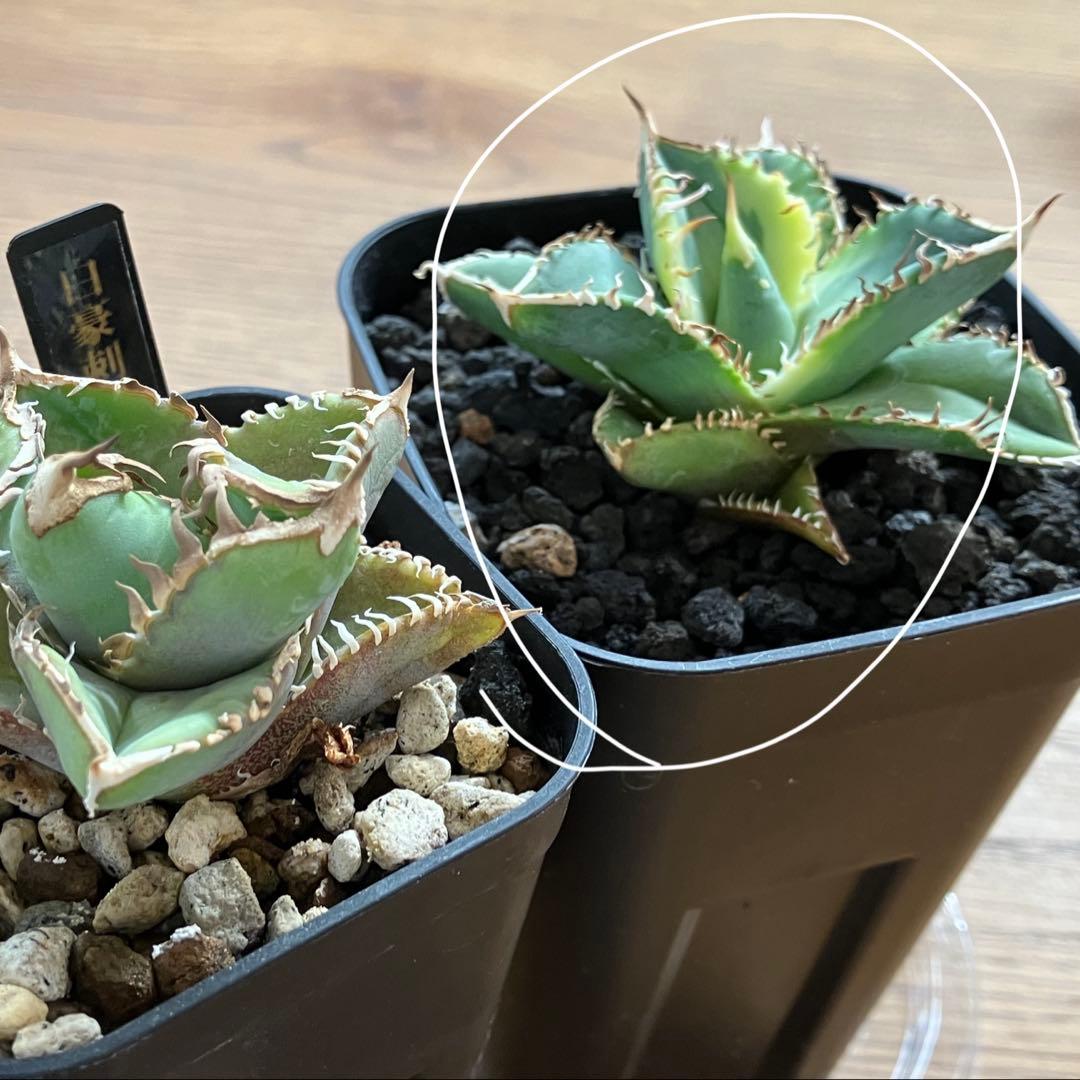 赤*バ様 【初売りオークション】107 根付き　美株　アガベ　白豪刺錦　TC 覆