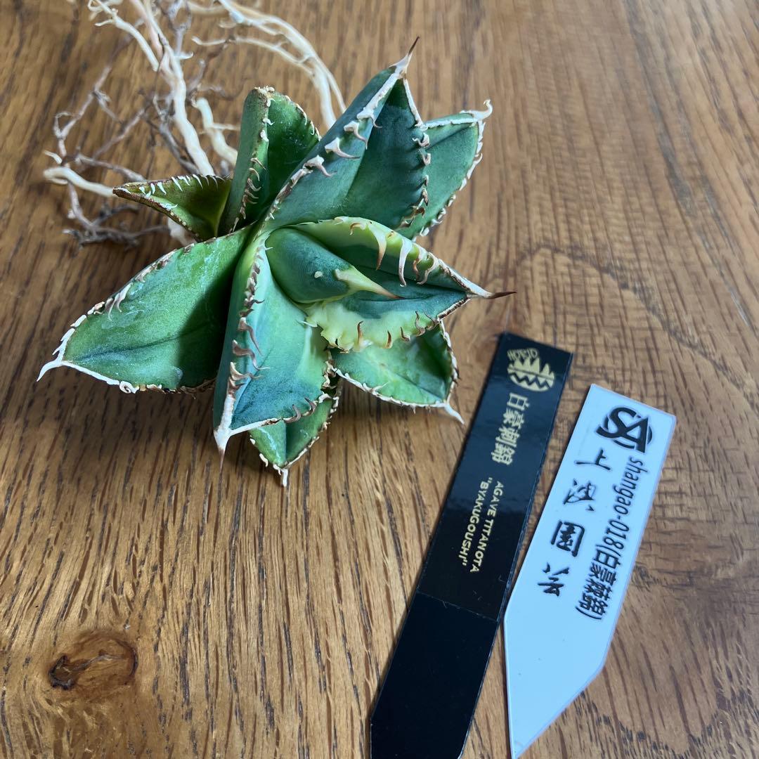 赤*バ様 【初売りオークション】107 根付き　美株　アガベ　白豪刺錦　TC 覆