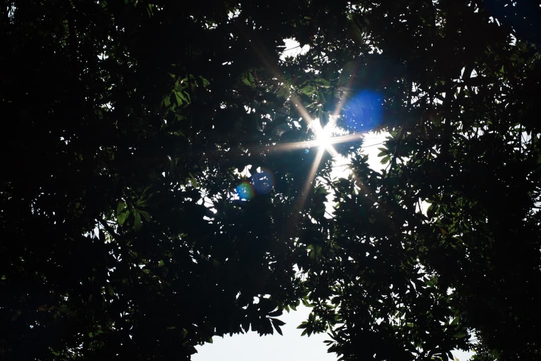 【極美品】Carl Zeiss Planar 50mm F1.4 MMJ 904