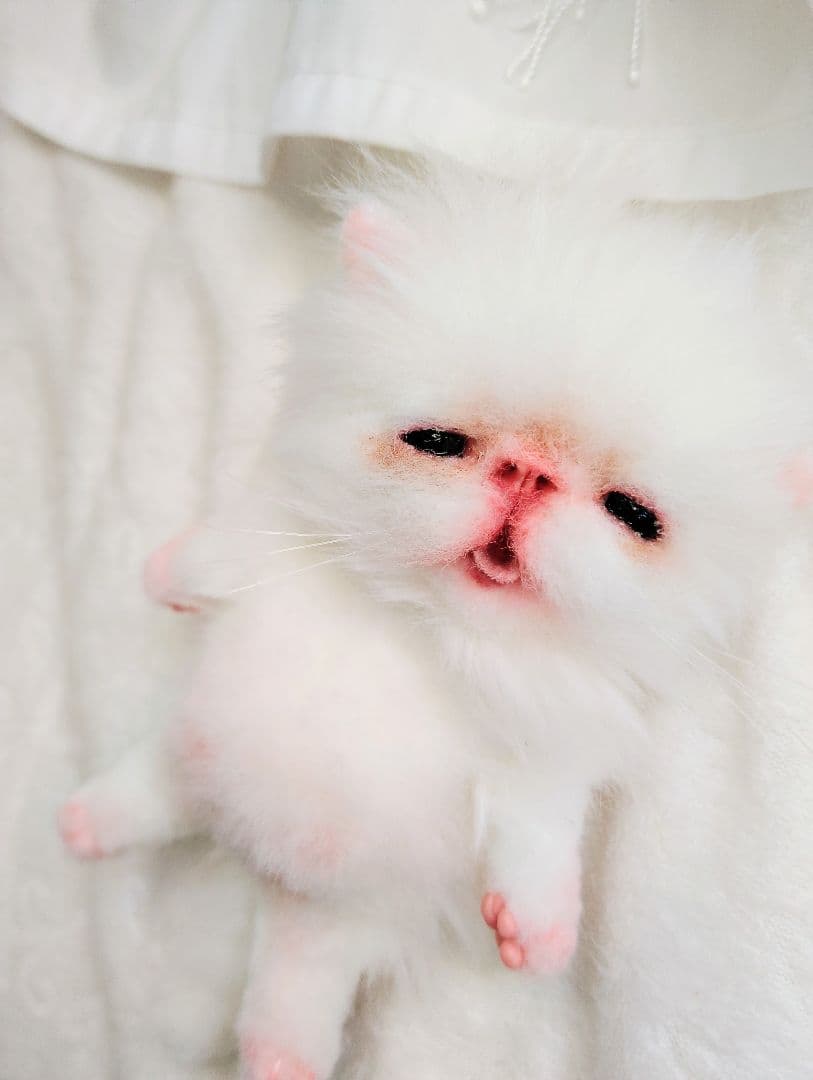 ach様❤オーダー♡生後15日お腹ぽっこり子猫ちゃん♡アートドール♡ぬいぐるみ♡