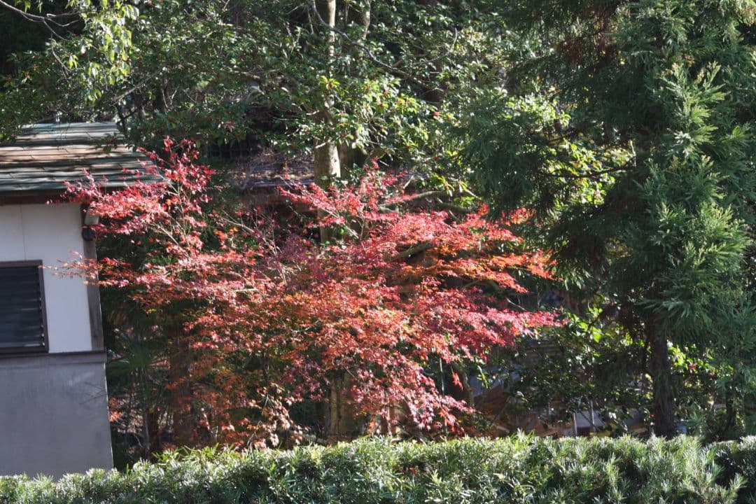 ショウゴ様　　CANON　EOS40D ダブルレンズ♥初心者　キャノン♥超望遠♥