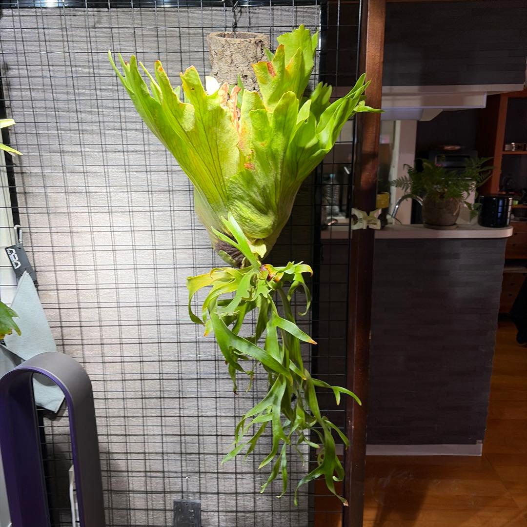 ビカクシダ P.Coronarium Philippines dwarf