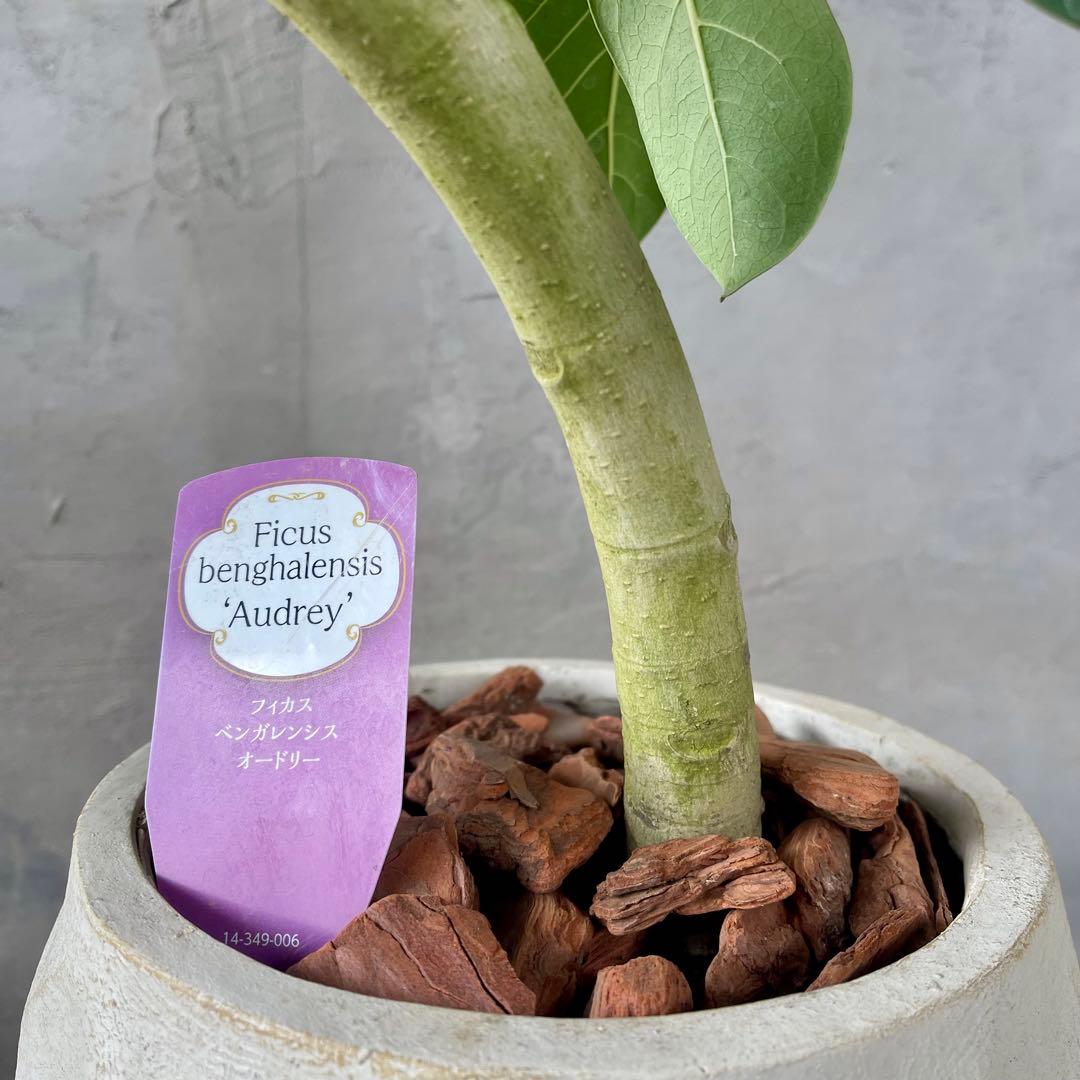 最高級樹形　大型　フィカス　ベンガレンシス　オードリー　陶器鉢　植え込み発送