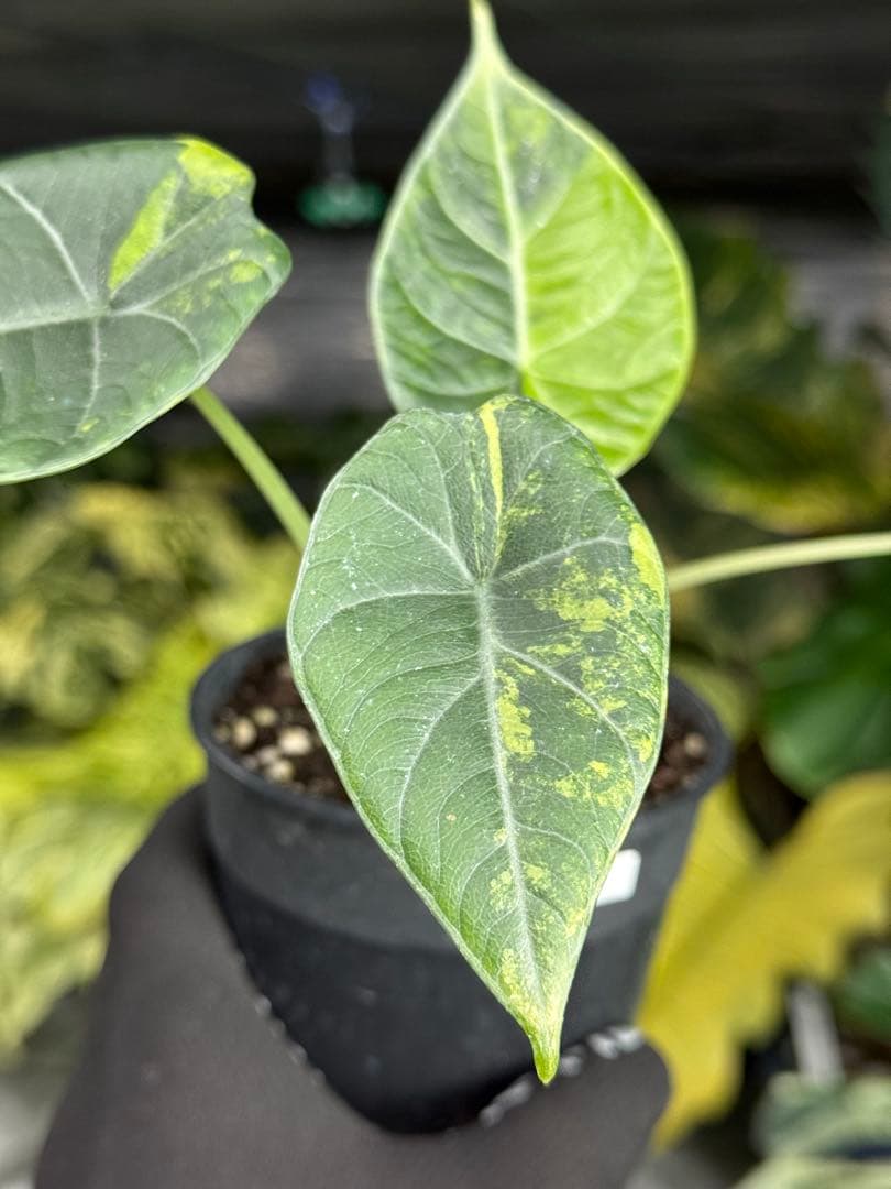 m*o様 11アロカシア　マハラニ　ゴールド　黄斑入り