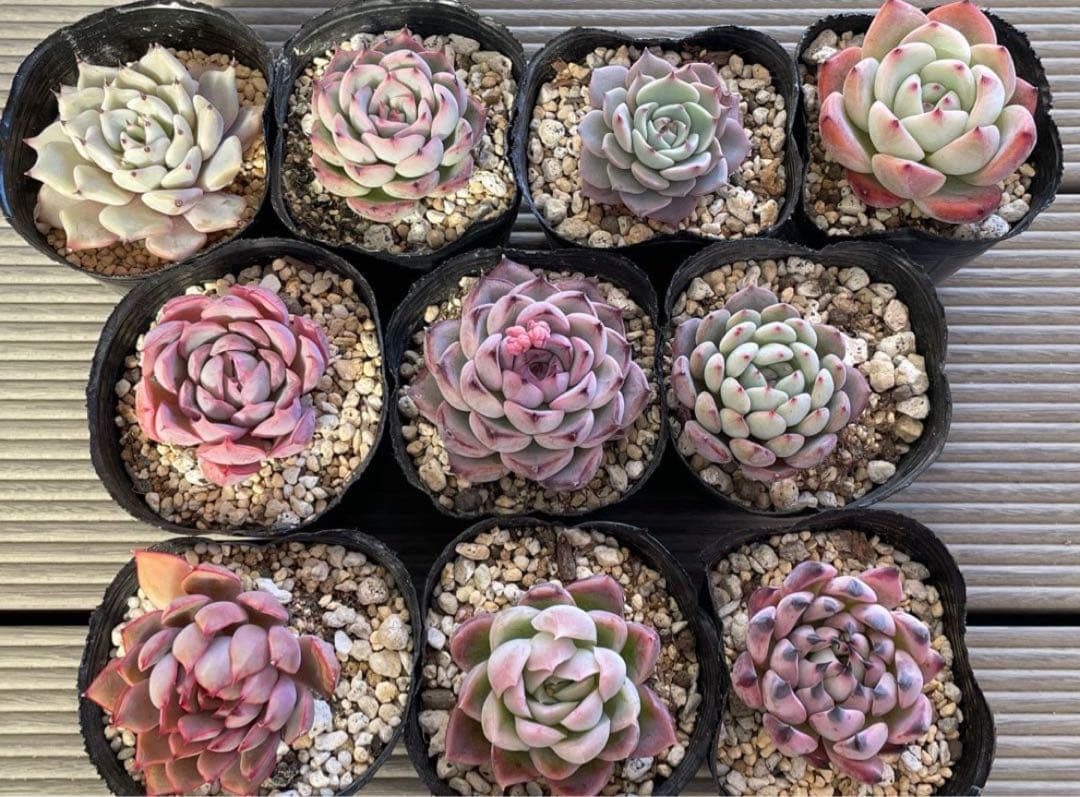 桜子　サンセットグレイ　雪つぼみ　紫紺の矢　恋煩い　ももりん　他　多肉植物