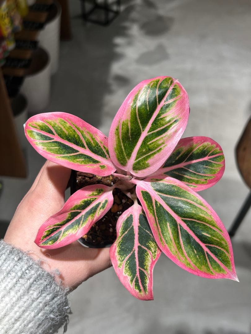 アグラオネマ　ロータスディライト