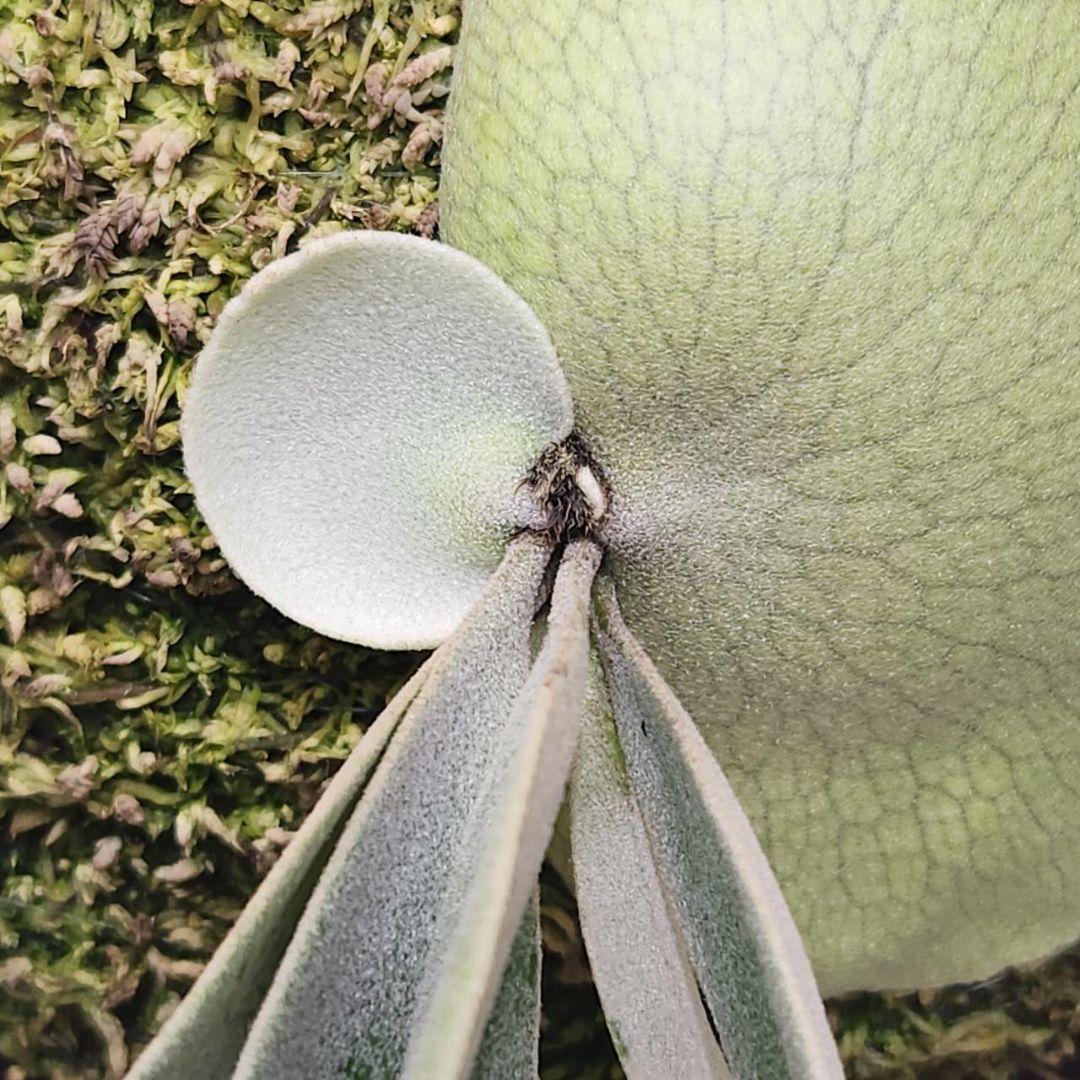 月光爪哇OC子株　ウィリンキー　ビカクシダ　willinckii ゲッコウジャワ