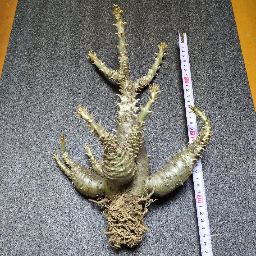 H*O様 パキポディウム ウィンゾリー 国内実生　サボテン 多肉植物 塊根 コー