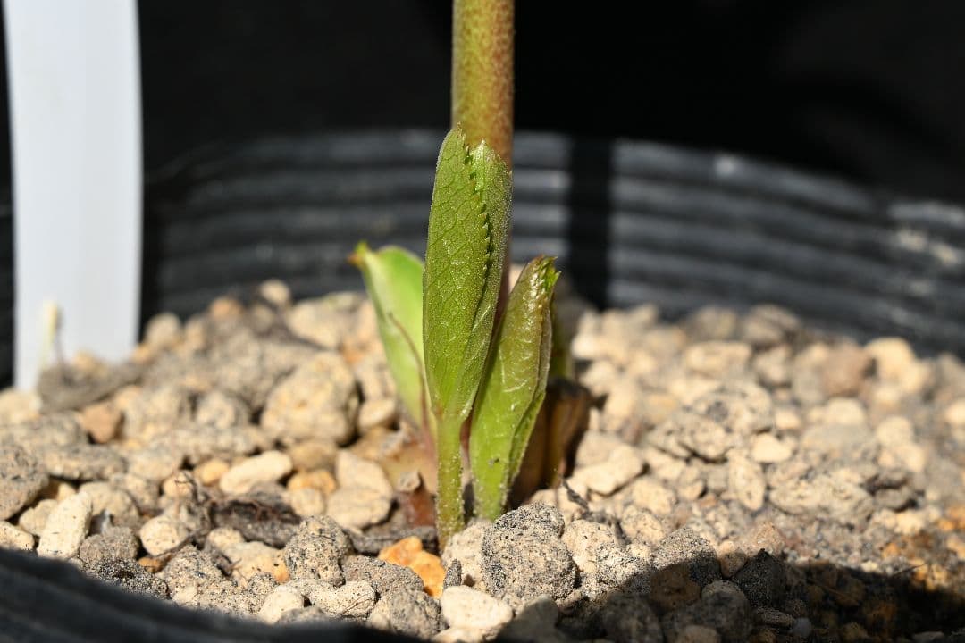 クリスマスローズ　認定！メロンゴールド　加藤農園