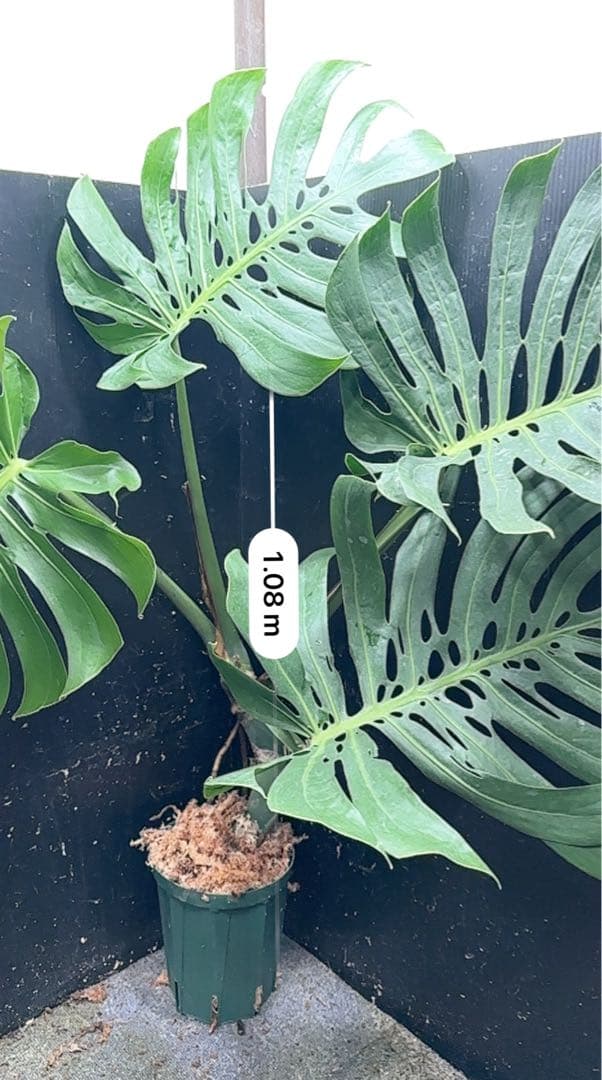 R*u様 モンステラデリシオーサマクロコズム超希少系統鉢植え108㎝レア