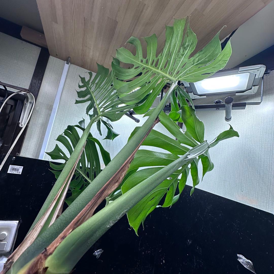 R*u様 モンステラデリシオーサマクロコズム超希少系統鉢植え108㎝レア