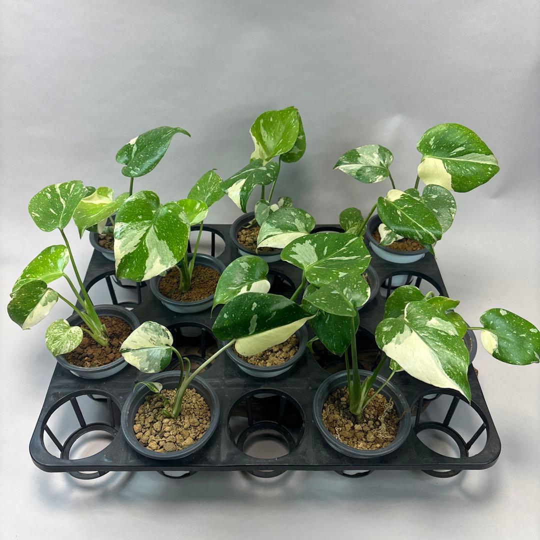 ミ*テ様 10株セットms50【特別選抜】モンステラ・タイコンステレーション 斑