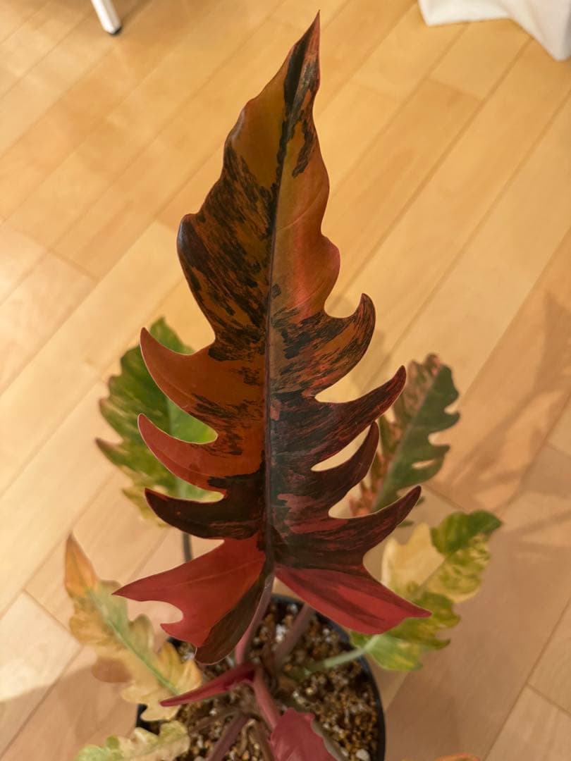 フィロデンドロン キャラメル