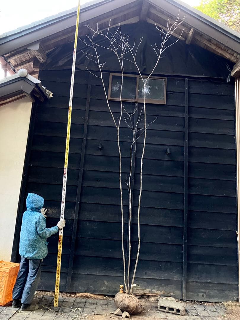 83 山採り　アオダモ